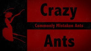 Tawny Crazy Ants  Commonly Mistaken Ants [upl. by Ahseinet220]