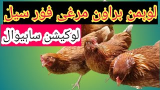 Lohmann brown hens for sale  03444038309 [upl. by Erine]