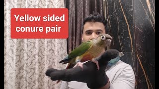 Yellow sided conure pair Blue yellow sided conure  Arshs exotic birds 8433773858 [upl. by Ikcin]