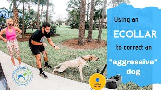 Using an ecollar to correct an quotaggressivequot dog [upl. by Antoinette]