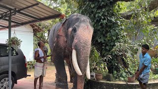 സാധുവിന്റെ തല ഇടിക്കാതെ വഴിപറഞ്ഞു കൊപ്പം ജിഷ്ണു Puthuppally Sadhu Kerala Elephant Koppam Jishnu [upl. by Noach71]