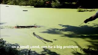 Floating Aquatic Weeds Affordable Solution Video [upl. by Esinyt811]