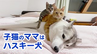 【ママはハスキー犬】保護された子猫がハスキー犬に育てられました♡ [upl. by Eem]