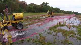 The Life Cycle of a Cranberry Harvest [upl. by Fortune]