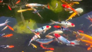 Koi Fish Swimming In A Pond No 4 [upl. by Safire673]