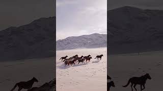 horses may kick or bite nature reels horse 🐴 [upl. by Saltsman766]