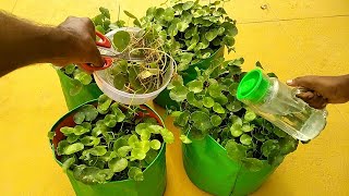 How to Grow Brahmi Plant Easy and Faster  Bacopa Monnieri Leaves Growing Tricks  Vallarai Keerai8 [upl. by Quartana892]