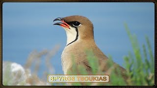 Νεροχελίδονο Φωνή  Collared Pratincole bird call [upl. by Coffee]