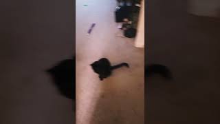 104 Good Buddy cats cat softhands shorts funnyshorts [upl. by Anayad632]