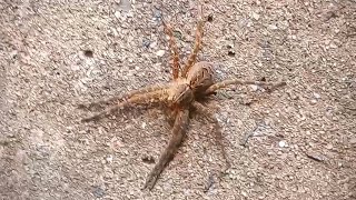 Dolomedes scriptus Fishing Spider Found in Bristol CT on 9142024 [upl. by Arod]