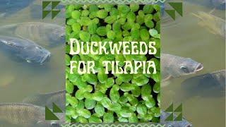 FEEDING TILAPIA with DUCKWEEDS Organic Food for Fish [upl. by Oidacra]