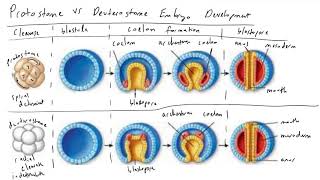 Protostome vs Deuterostome Embryo Development [upl. by Dj]