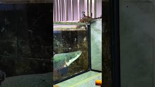 Arapaima Fantastic Beasts Fish Farming Diary Mr Li who loves fish farming Ocelot [upl. by Ailgna931]