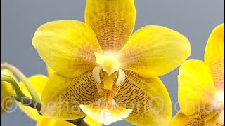 PHALAENOPSIS RARA  balm yellow chocolate [upl. by Nedah]