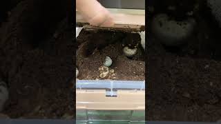 แกะกล่องดูด้วงกว่าง3เขาคอเคซัส Chalcosoma caucasus kirbyi unboxing beetle กว่าง [upl. by Enra]