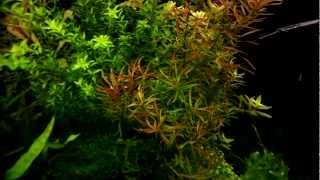 Ludwigia arcuata  aquatic plants guide [upl. by Cynthie]