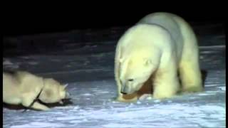 Polar Bear vs Dog Husky attacks Polar Bear Белый медвед против хаски [upl. by Bough94]