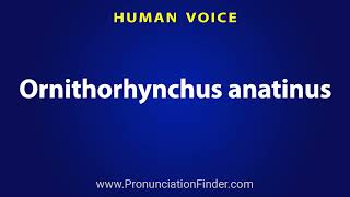 How To Pronounce Ornithorhynchus anatinus [upl. by Earahc]