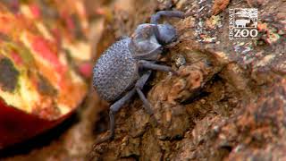 Blue DeathFeigning Beetle Big News  Cincinnati Zoo [upl. by Wilinski]