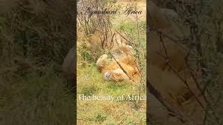 The beauty of Africa [upl. by Noli659]