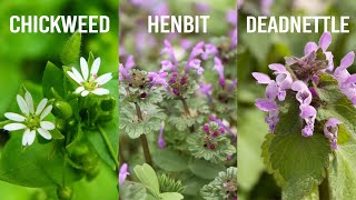 Winter Annual Weeds Chickweed Henbit and Deadnettle [upl. by Arakihc]