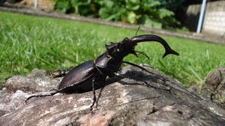 Lucanus cervus akbesianus  Stag Beetle  HirschkÃ¤fer [upl. by Higgs]