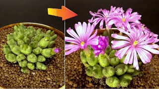 Conophytum flowering  Time Lapse [upl. by Gschu]