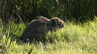 quotKaninchenpestquot auf Amrum  viele unheilbar erkrankte Kaninchen [upl. by Magocsi601]