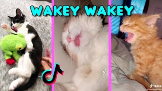 Wakey Wakey Its time for school  Waking up cats Funny Cat Tiktok Compilation l Oh Hooman [upl. by Tima700]