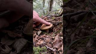 Boletus edulis gambo lungo con molluscoðŸ˜Š porcini funghi viralvideo boletus forest mushroom [upl. by Erasmo984]