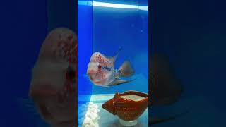 Monster Size SRD Flowerhorn Fish 😱😍🐠😍 with Parrot Fish For Playing and Grooming Process aquarium [upl. by Yona]