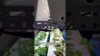 How to Grow Strawberries indoor [upl. by Lilahk932]