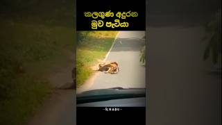 ගුණ දනිමු 🥺🥺 සබ්ස්ක්‍රයිබ් කරන්න 👍trending shrots shortvideo vairalshort 🥺🥺🥺🥺 [upl. by Kabob366]