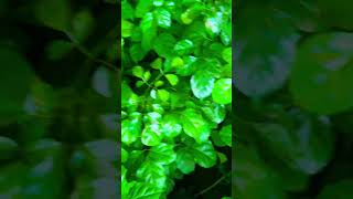 sabujtreenursery india flowers plants sortvideo youtube garden Radermachera sonicsmoney [upl. by Ahsrop]