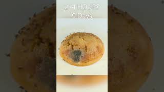 16 Days in 60 Seconds  Dorayaki Rotting Time Lapse [upl. by Zeculon]