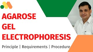 Agarose gel electrophoresis  its principle requirements and procedure [upl. by Profant222]