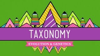 Taxonomy Lifes Filing System  Crash Course Biology 19 [upl. by Dlawso]