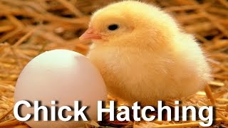 Baby Chick Hatching  Egg Hatching [upl. by Bergen815]