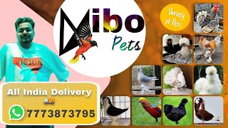 silky birdsbentembramhapheasentnew stock for sale at very low pricemy petaquaexotic pets [upl. by Middlesworth]