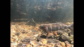 Athabasca Rainbow Trout Territorial Posturing [upl. by Anitserp247]