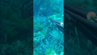 CORVINE nella POSIDONIA pescasub pescasub spearfishing pescasubmarina fishing fish [upl. by Aldora]