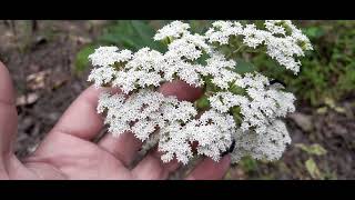 Ageratina altissima planta con olor a crema de coco😯 [upl. by Anyaled20]