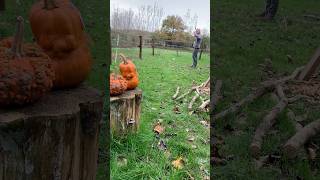 Shooting leftover pumpkins catapult slingshot archery sundayfunday viralshorts asmr deadeye [upl. by Nnylirehs]