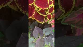 Container Gardening —Beautiful Coleus Plants [upl. by Guttery]