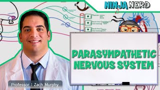 Neurology  Parasympathetic Nervous System [upl. by Alamac]