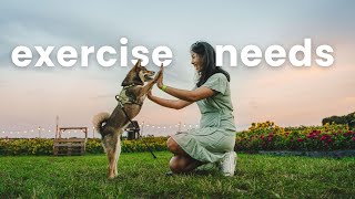 SHIBA INU ENERGY LEVELS  how much exercise do Shiba Inu Dogs need  routine tips and guide [upl. by Zebapda]