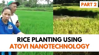 Rice Planting using Atovi Nanotechnology  Part 2 [upl. by Nadbus]