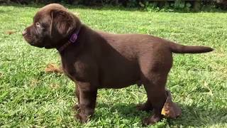 Chocolate Labradors  6 weeks Full Litter  8 puppies [upl. by Eyk]