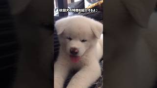 秋田犬を迎えようか考えてる方へ🎶【秋田犬】【akita puppy】 [upl. by Euqcaj457]