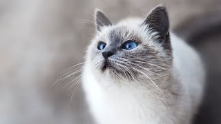 Meet the Adorable Tonkinese Cat The Purrfect Feline [upl. by Ruckman]